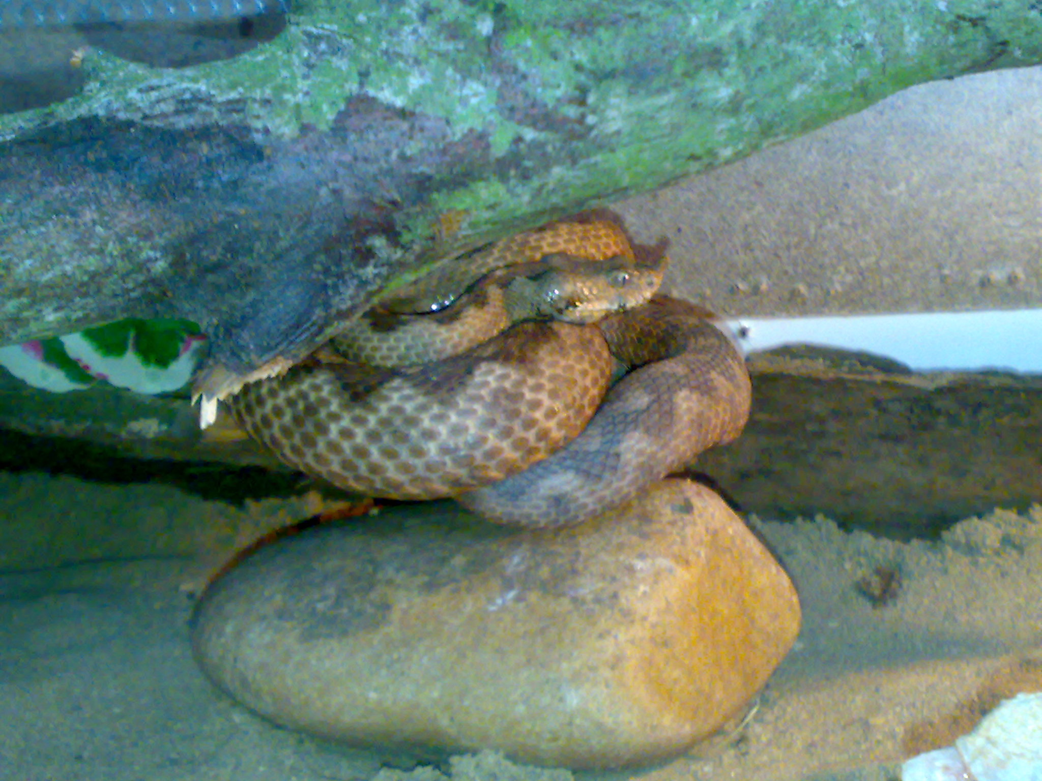 19062010065